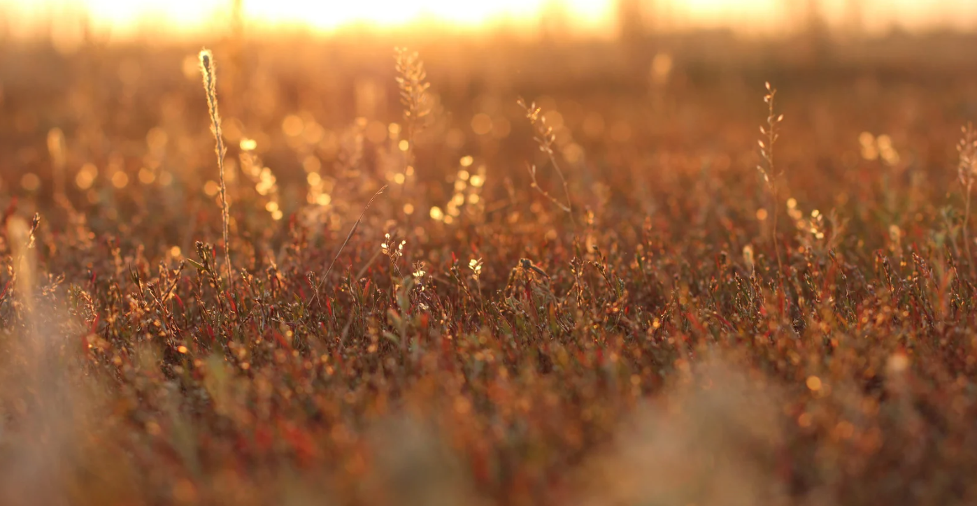里山・リジェネラティブ農業と古民家再生